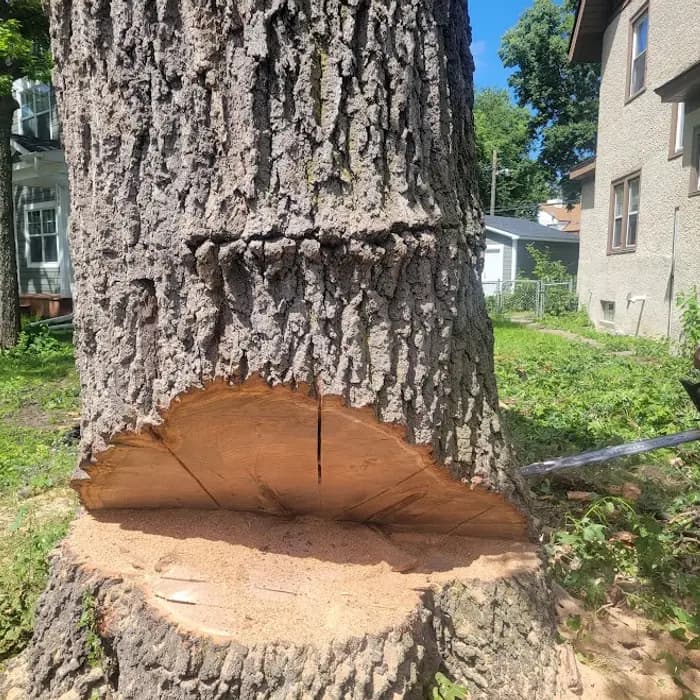 A clean directional notch cut on a large trunk